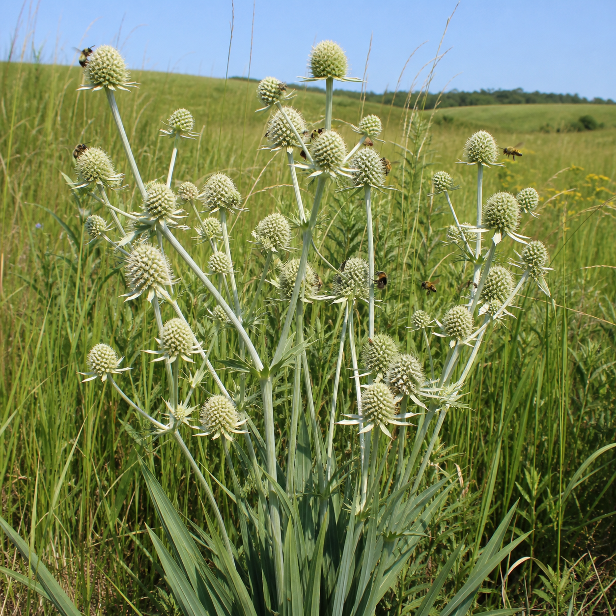 Rattlesnake Master Sea Holly in nature