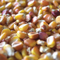 Rebellion, Corn Seed