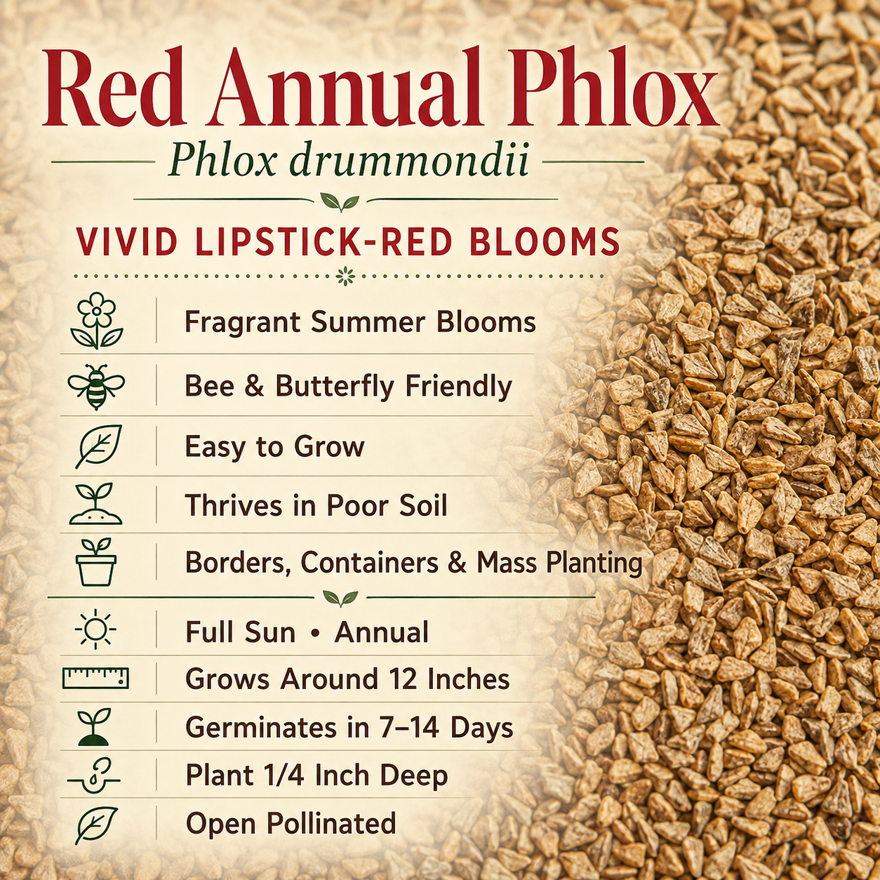Red Annual, Phlox Seed