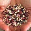 Red Cónico, Corn Seed