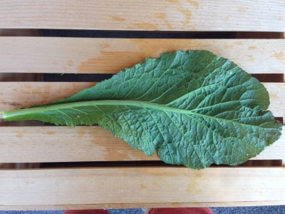 Red Giant, Mustard Seed