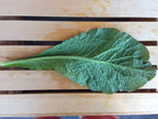 Red Giant, Mustard Seed