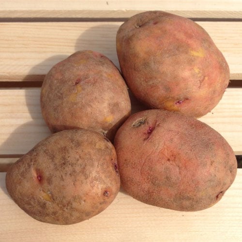 Red Gold, Seed Potatoes