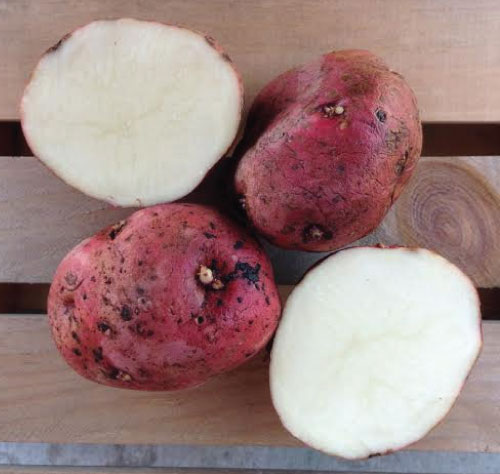 La Soda, Seed Potatoes