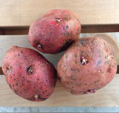 La Soda, Seed Potatoes