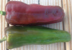 Marconi Red, Pepper Seeds