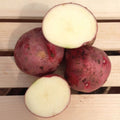 Red Pontiac, Seed Potatoes Tubers