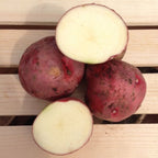 Red Pontiac, Seed Potatoes Tubers