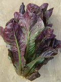Red Romaine, Lettuce Seeds