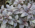 Red Rubin, Basil Seeds