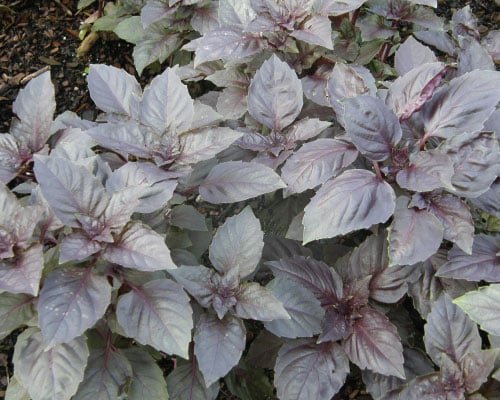 Red Rubin, Basil Seeds