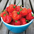 Red Scotch Bonnet, Pepper Seeds