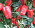Red Petite Bell, (F1) Pepper Seeds
