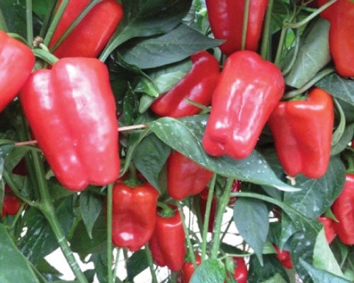 Red Petite Bell, (F1) Pepper Seeds