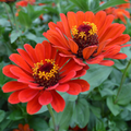 Red Beauty, Organic Zinnia Seeds
