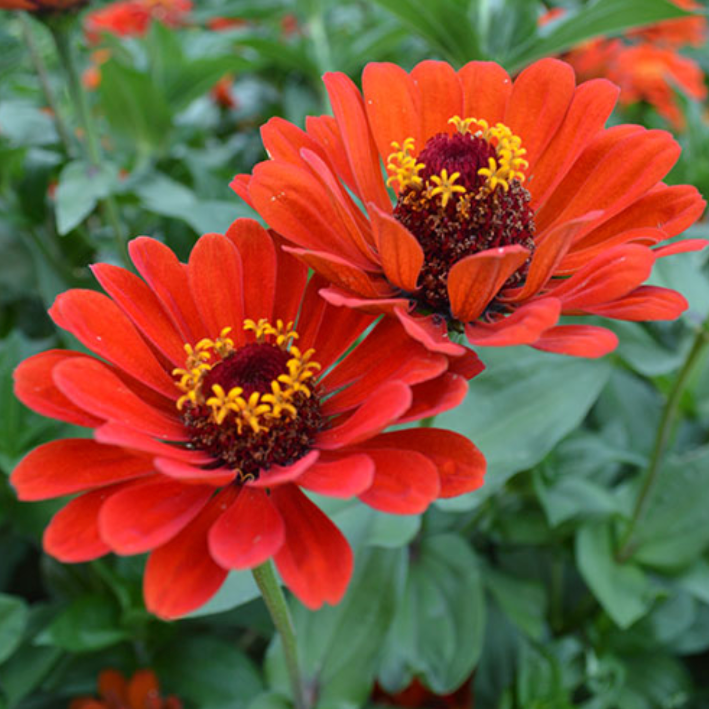 Red Beauty, Organic Zinnia Seeds