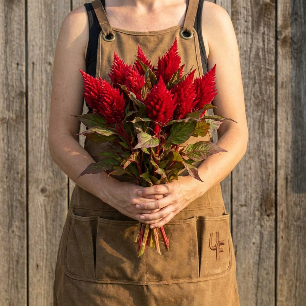 Red Bronze Leaf Kimono, Celosia Seeds