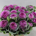 Condor Red, Ornamental Kale Seed