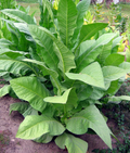 Red Rose, Tobacco Seed