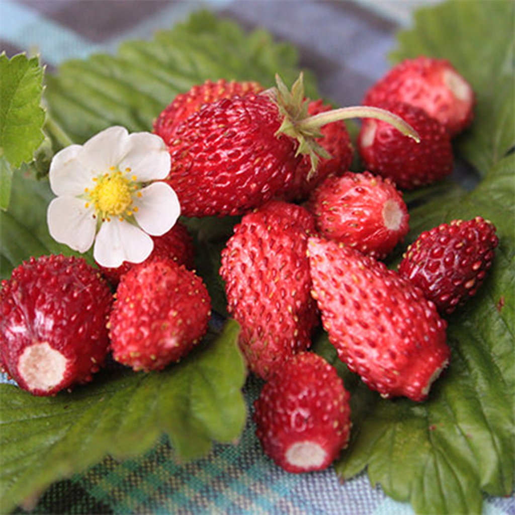 Red Wonder, Strawberry Seeds