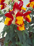 Red Yellow Bicolor Floral Showers, (F1) Snapdragon Seeds