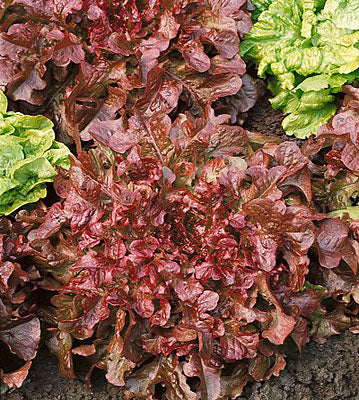 Red Salad Bowl, Lettuce Seeds