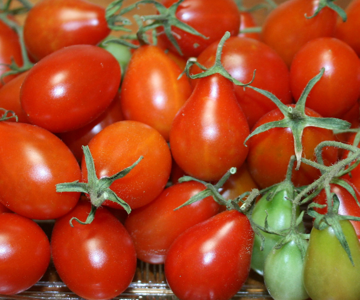 Red Pear, Tomato Seeds