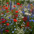 Red White and Blue Blend Wildflower