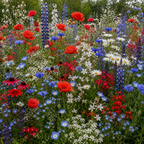 Red White and Blue Blend Wildflower