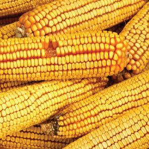Reid's Yellow Dent, Corn Seed