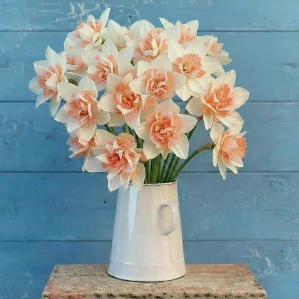 Replete, Daffodil Bulbs