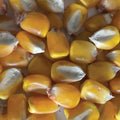 Revolt, Corn Seed