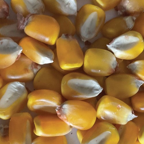Revolt, Corn Seed