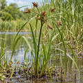 River Bulrush, Bolboschoenus Seeds