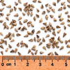 River Bulrush, Bolboschoenus Seed