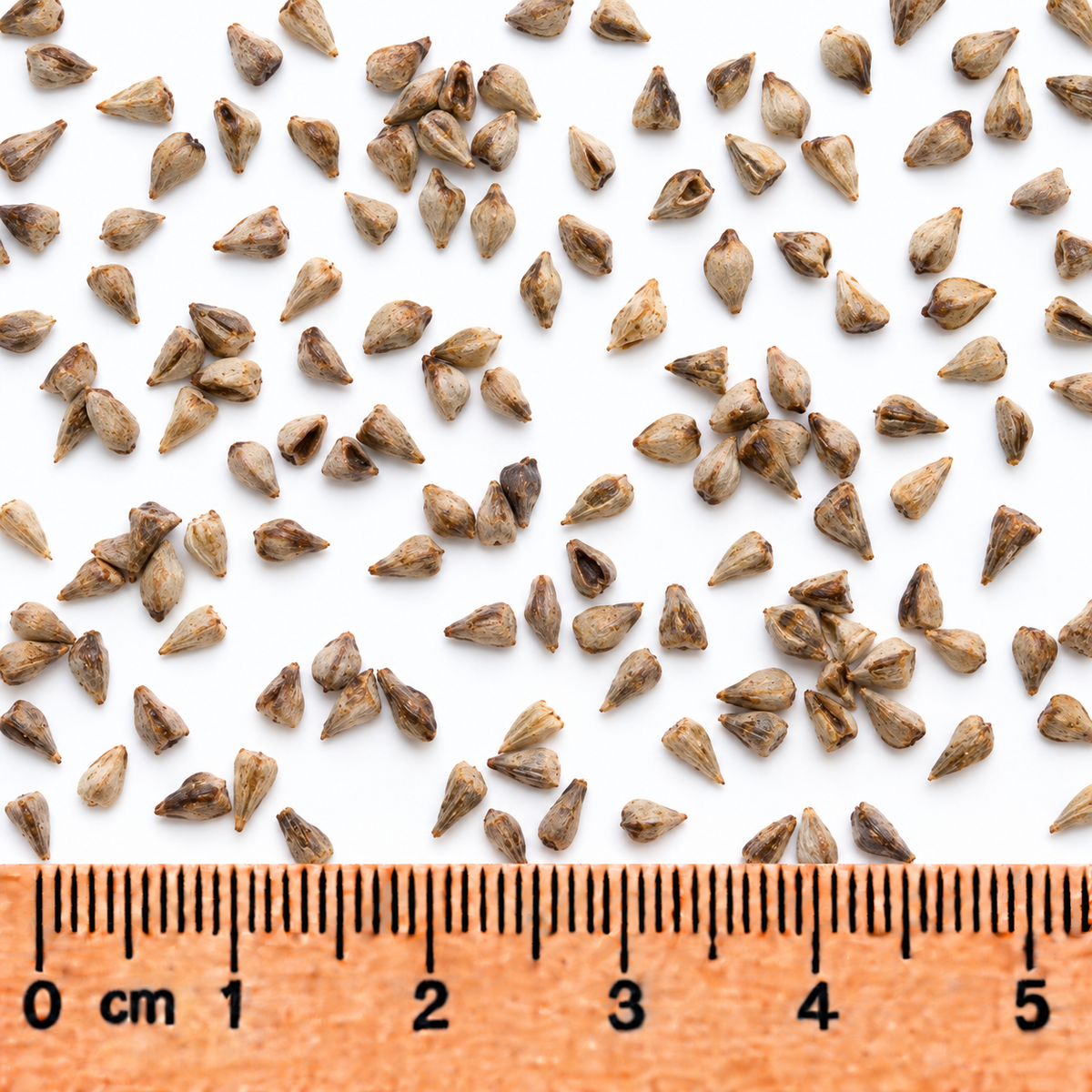 River Bulrush, Bolboschoenus Seed