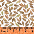 River Oats, Ornamental Grass Seed