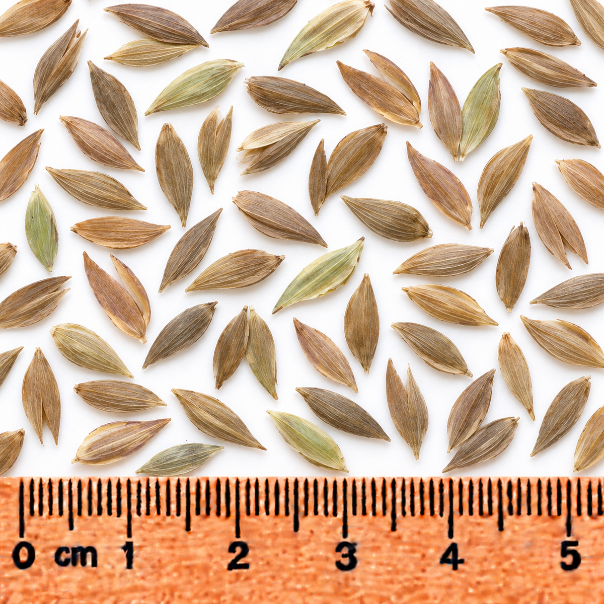 River Oats, Ornamental Grass Seed