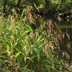 River Oats, Ornamental Grass Seed
