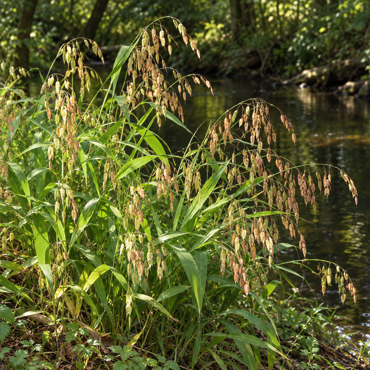 River Oats, Ornamental Grass Seed