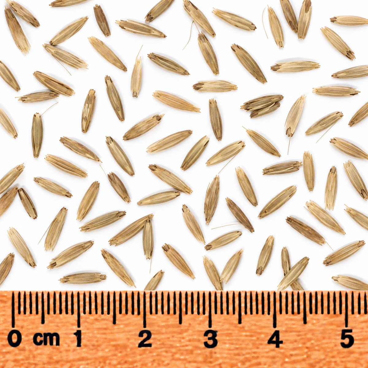 Riverbank Wild Rye, Ornamental Grass Seed