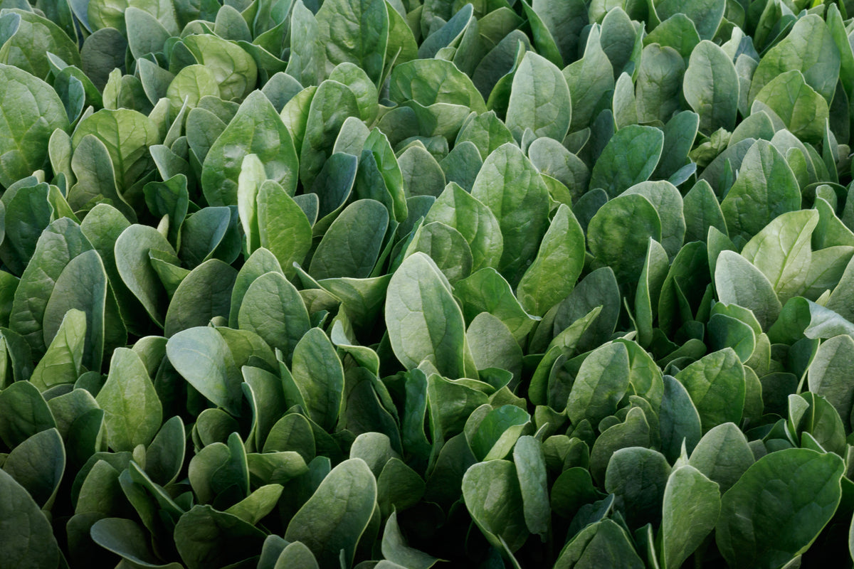 Riverside, (F1) Spinach Seeds