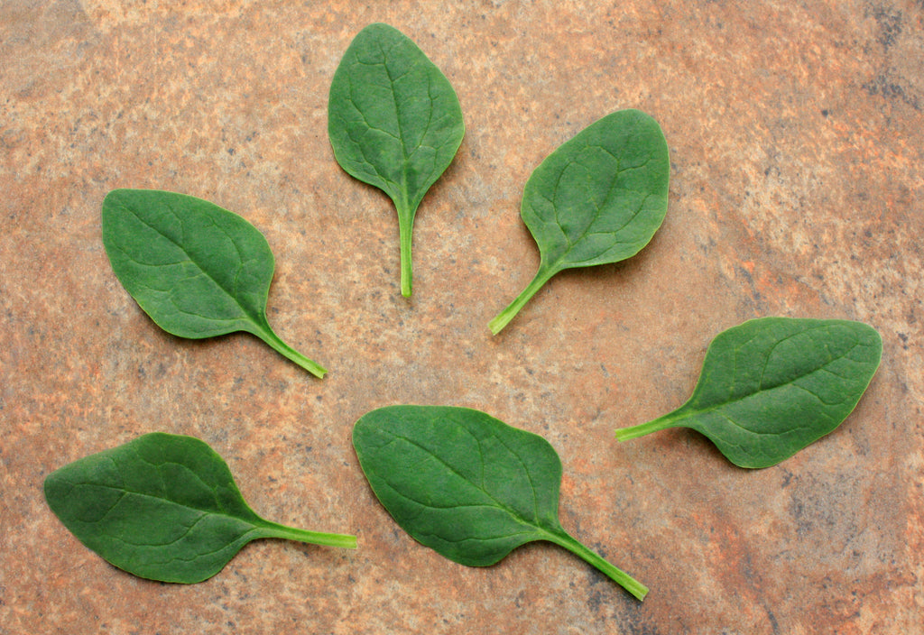 Riverside, (F1) Spinach Seeds