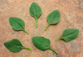 Riverside, (F1) Spinach Seeds