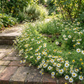 Roman, Chamomile Seeds