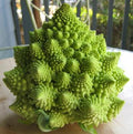 Romanesco, Broccoli Seeds