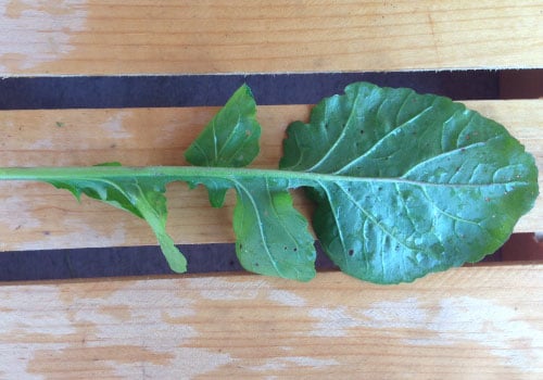 Roquette Arugula Seeds, Greens