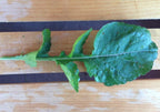 Roquette Arugula Seeds, Greens