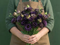Rosanne 1 Black Pearl, (F1) Lisianthus Seeds