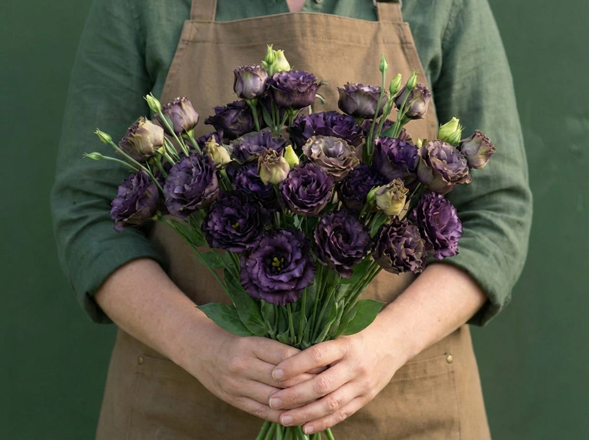 Rosanne 1 Black Pearl, (F1) Lisianthus Seeds